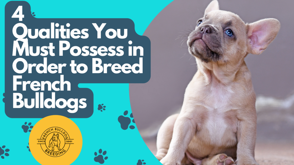 4 Qualities You Must Possess in Order to Breed French Bulldogs
