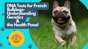 DNA Tests for French Bulldogs-Understanding Genetics & the Health Panel